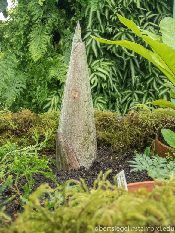 titan arum